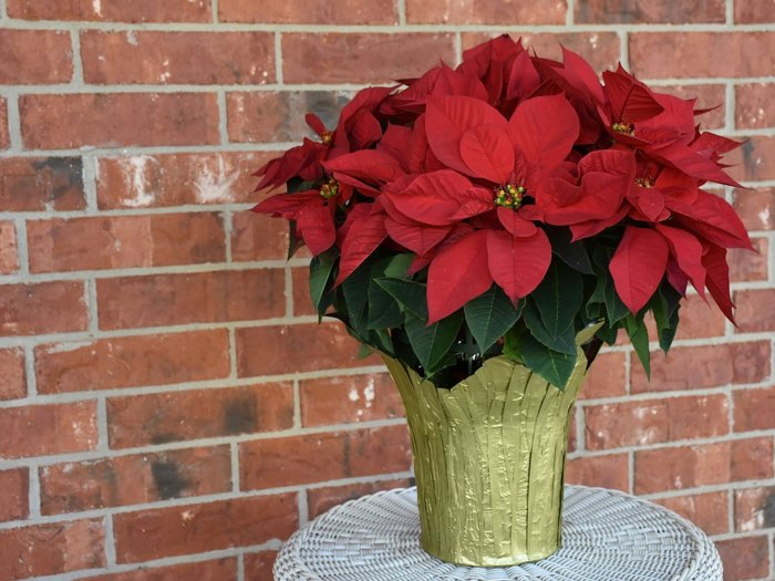 Flor de Pascua roja en maceta con papel dorado, junto a una pared de ladrillo